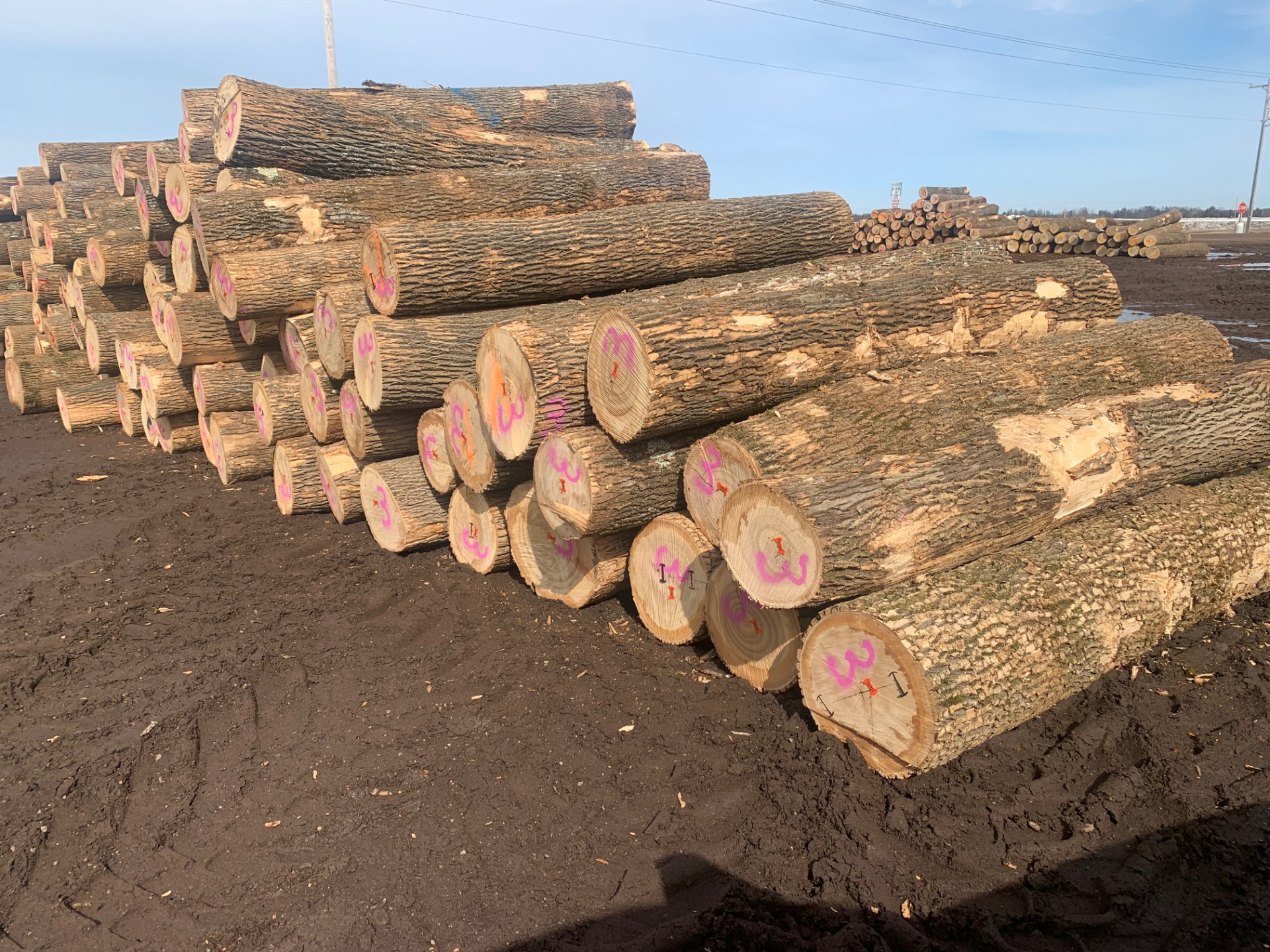 GỖ CHÂU ÂU - BẮC MỸ